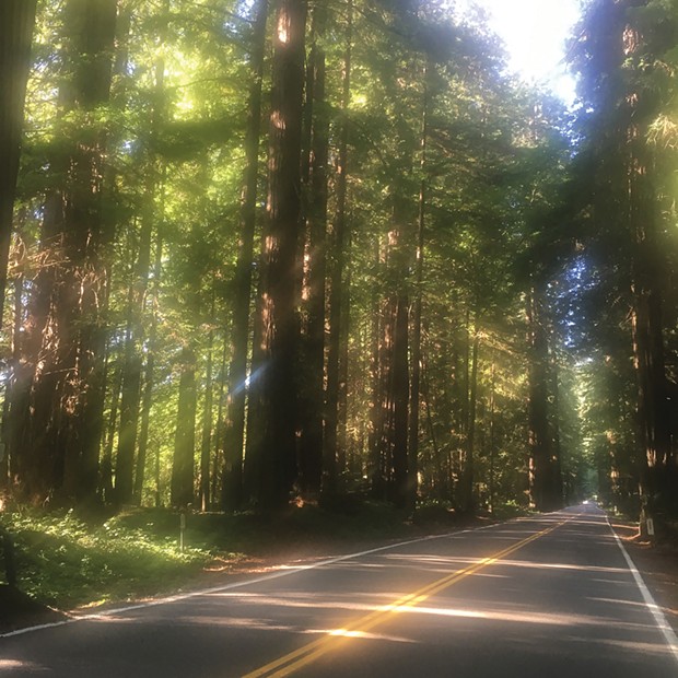Sun through the redwoods while cycling on the Avenue of the Giants.
