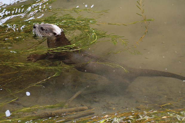 An otter watched by tiny fish.