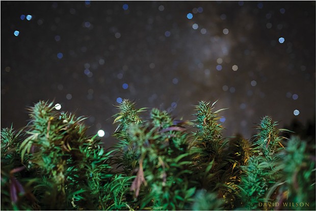 A starry night above budding cannabis plants at Schackow Farms. A close focus on the plants allowed the stars of the Milky Way to blur into prismatic shapes. Nestled among the buds to the left, Saturn (above) and Jupiter, the two brightest white points, sink into the west. In the sky at right, portion of the Milky Way floats above the horizon.  Photographed at Schackow Farms, Humboldt County, California. October, 2020.