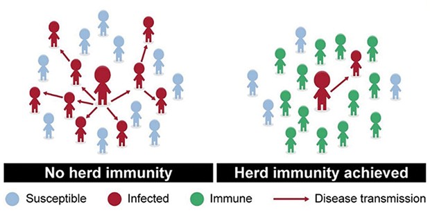 Herd immunity is achieved when immunity reaches a high-enough percentage to stem the spread of a disease.