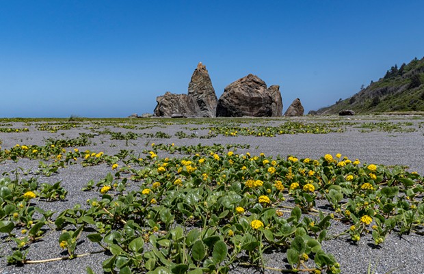 Sand verbena blossoms on the ocean beach near Ossagon Rocks.