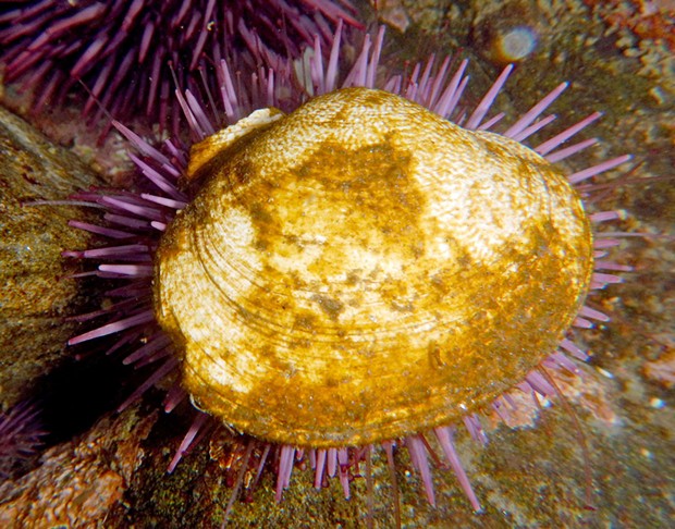 Purple urchin using a clam shell for cover.