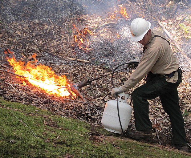 Will Harling lights underbrush with a propane torch in a prescribed burn in 2011. Harling is using the propane torch instead of the usual drip torch to keep liquid drip torch fuel from entering a nearby stream.
