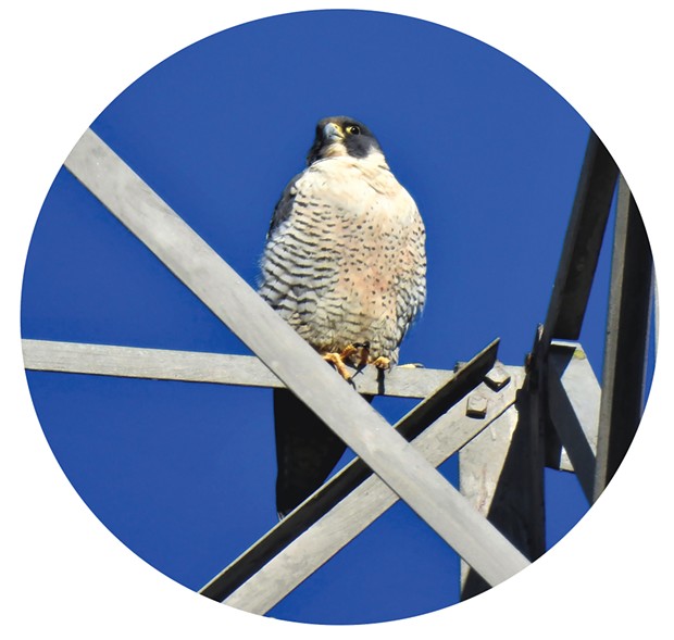 A peregrine falcon on a clear day.