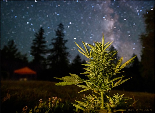 A bud growing at Sol Spirit Retreats, which offers cannabis tours and a glamping experience outside Willow Creek, California. July 25, 2020.