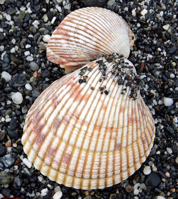 The color pattern on a fresh Nuttall's cockle.