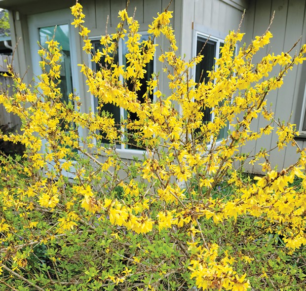 Forsythia, while not native to our area, is still a far better choice for your garden than Scotch broom.