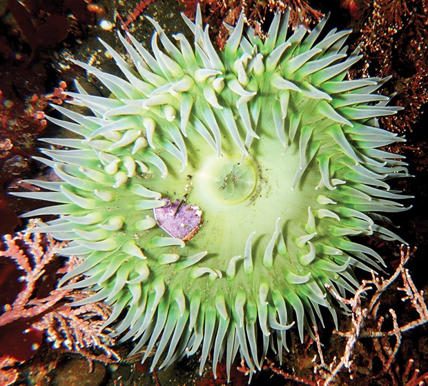 An anemone with a bit of digested and ejected crab.