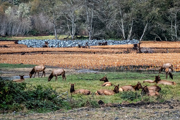 This large herd of Roosevelt elk, uninvited guests to the open house, occupied restored floodplain habitat along the future new channel of Prairie Creek and organizers had to re-route the planned guided walk.