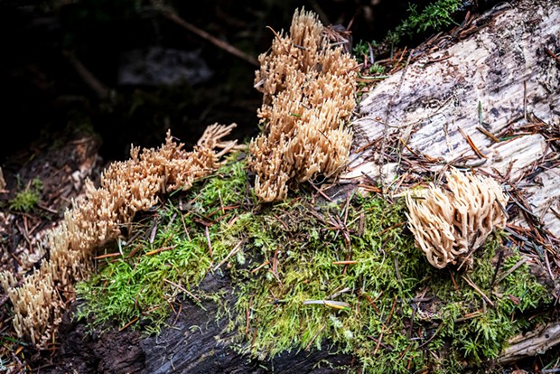Coral fungi and mosses in Russ Park.