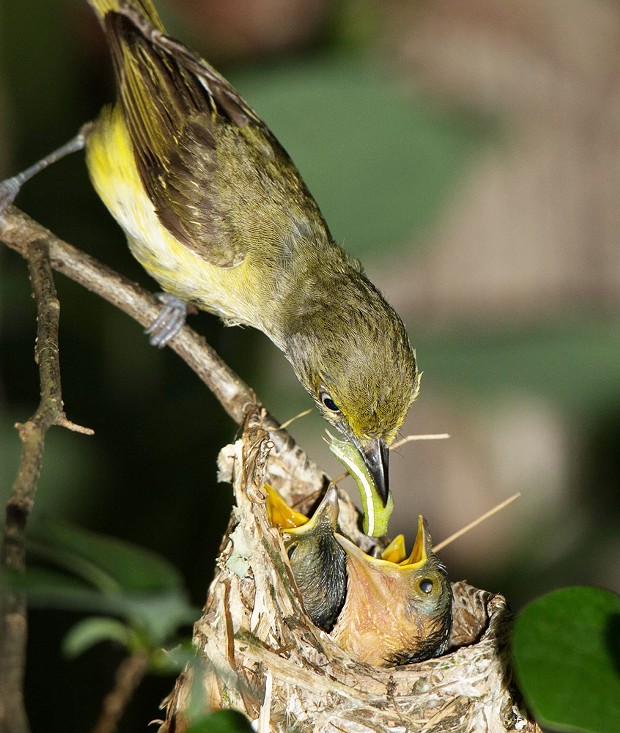 A white-eyed vireo bringing a caterpillar to feed its babies.