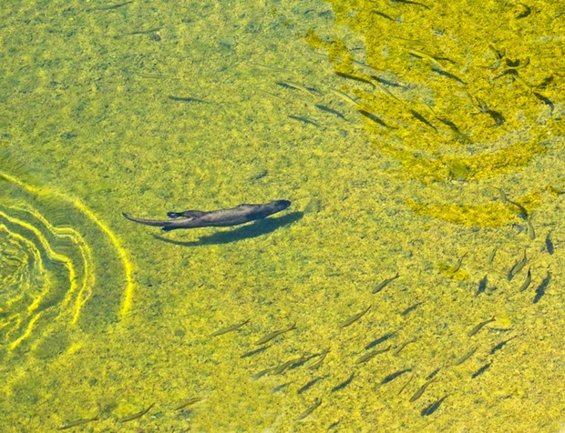 Fish make way for a passing otter on the South Fork Eel River on Aug. 23, 2022.