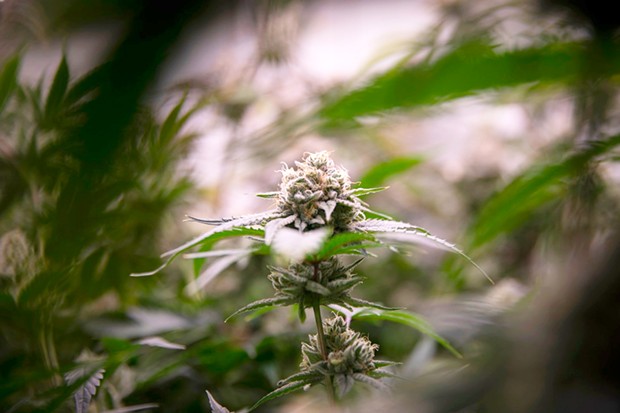 The Cannabis Reform Initiative is slated to go before voters March 5, 2024, and if passed would overhaul the county's commercial cannabis cultivation regulations.