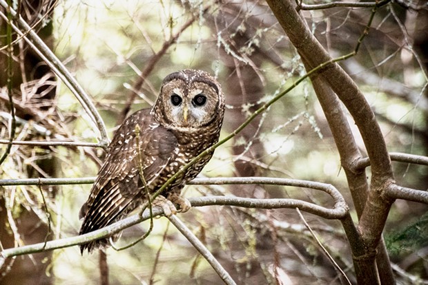 The spotted owl perched and waiting for its meal.