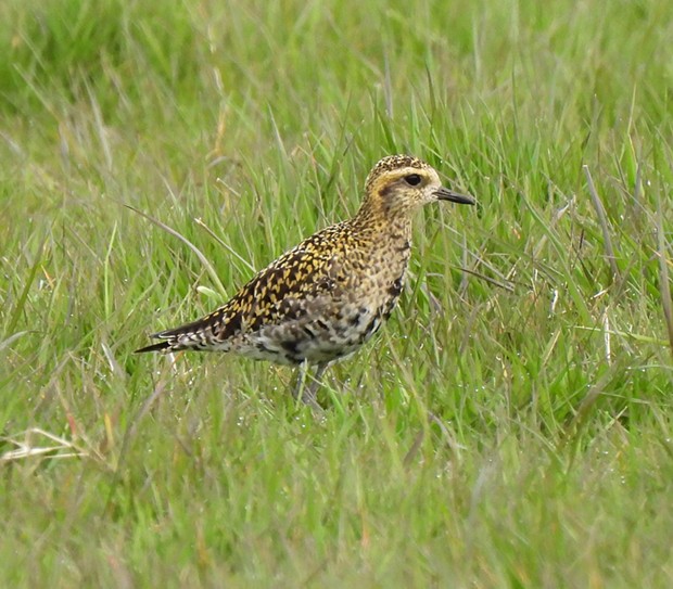 A Pacific golden plover that perched just beyond a potholed road and paint-scratching brambles.