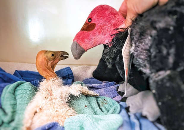 The newly hatched California condor that was taken to be incubated and cared for due to concerns about the health of the father condor caring for the nest after his mate died of the virus.