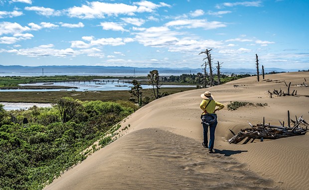Walking along the top edge of the high dune wall in the Ma-le'l Dunes North Unit offers a spectacular viewpoint overlooking the Mad River Slough and Humboldt Bay.