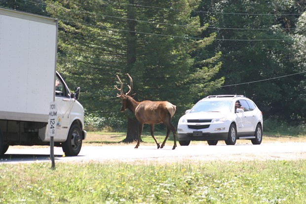 A section of U.S. Highway 101 around the Little Red Schoolhouse and Stone Lagoon south of Orick has the highest concentration of elk crossings in coastal Humboldt and Del Norte counties.