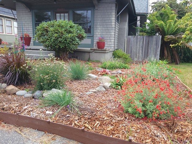 A recently planted garden on H Street in Eureka featuring native plants.