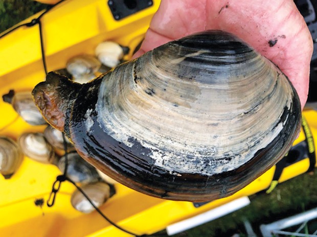 Harvested fat gaper clam with siphon retracted.