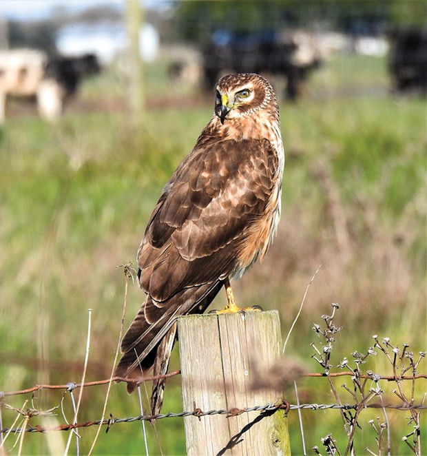 The owl-like northern harrier.