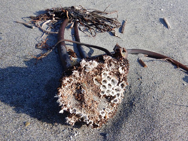 Washed up sea palms that took some barnacles along.