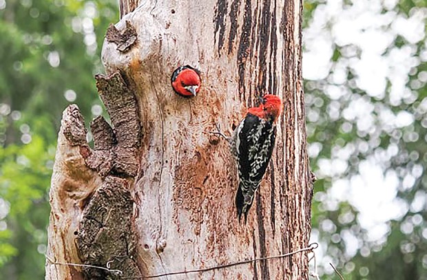 A pair of Red-Bellied Sapsuckers chatting.