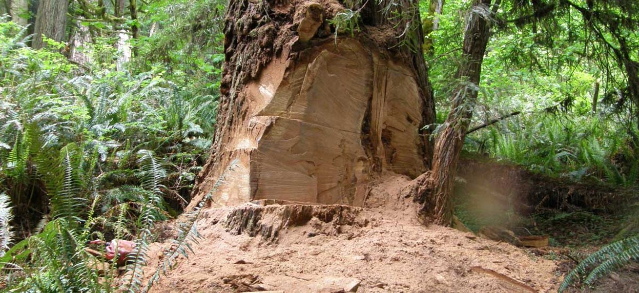 Slippery elm trees fall victim to poachers
