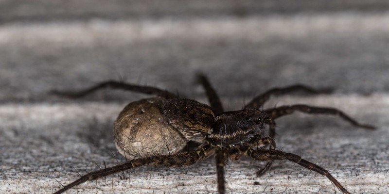 Wolf spider with egg case.