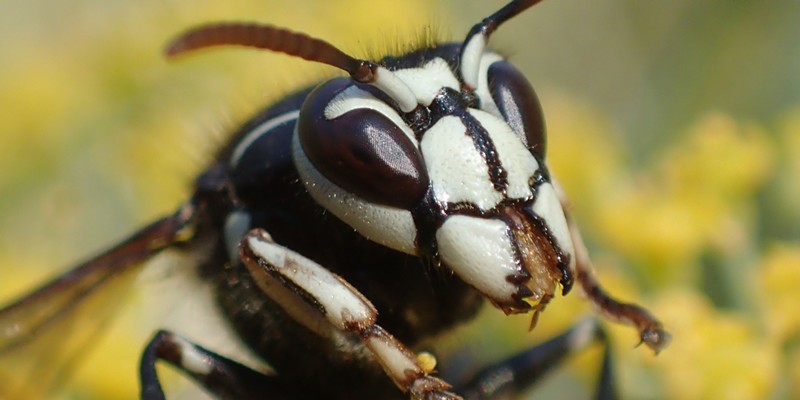Bald faced hornet closeup and personal.