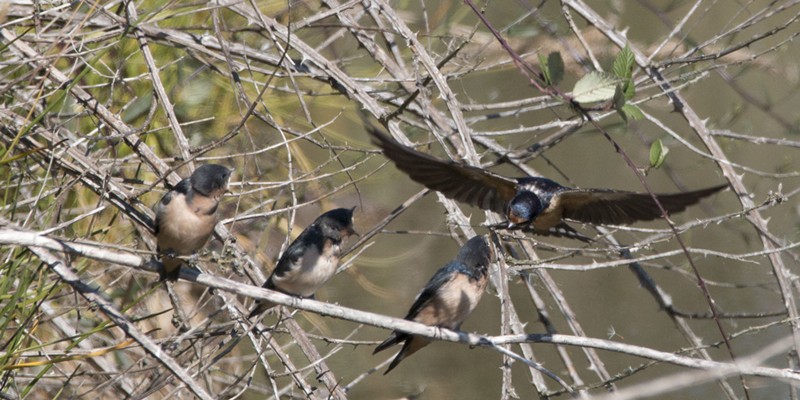 Swallow parent feeding regurgitated bugs to its young.