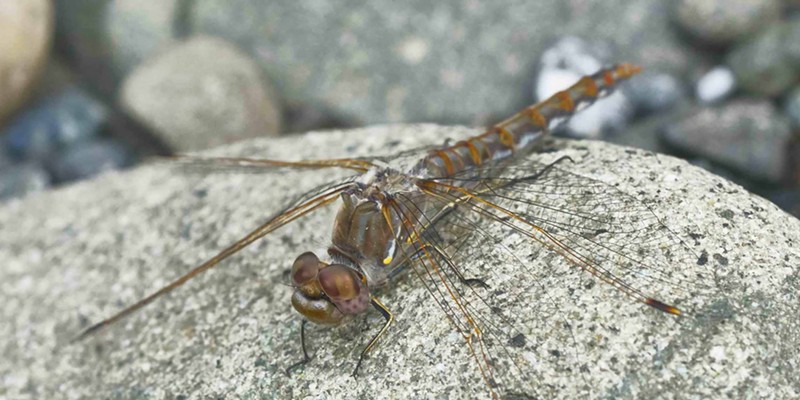 Since I started reporting them six years ago, variegated meadowhawks have been reported along coastal rivers as far away as Bodega during the winter.