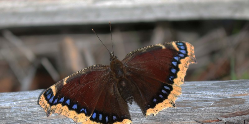 In England, the mourning cloak, known as the Camberwell beauty, emerges from its winter hiding place to frolic on warm winter days.