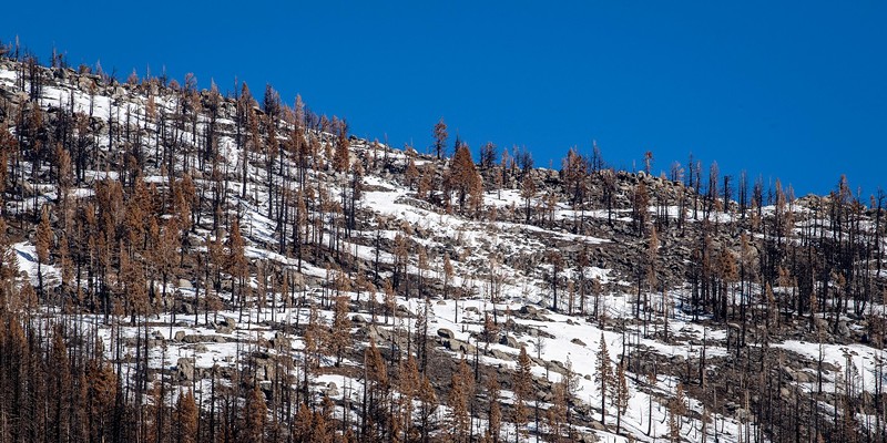 A Feb. 1 view of a mostly snowless mountain peak scarred by last summer's Caldor Fire, near the site of the California Department of Water Resources snow surveys at Phillips Station in the Sierra Nevada.