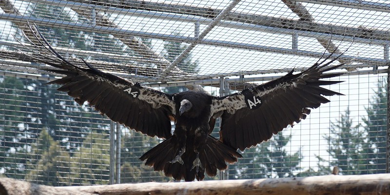 California condor A4 in the enclosure.