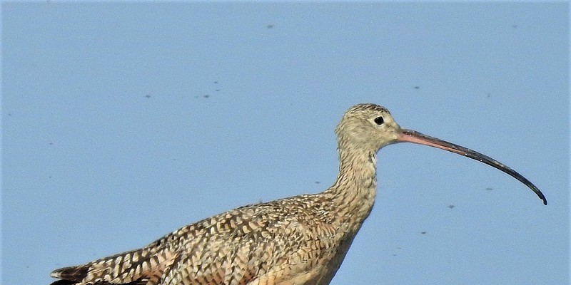 A Shorebird Primer Long-billed curlew. Photo by Sarah Hobart