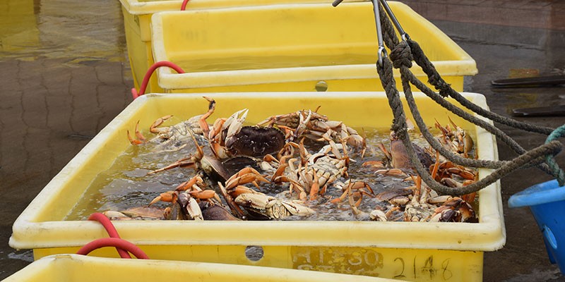 Hold on to your crab gear, fisherman, crab season's been delayed.