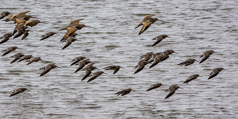 Godwits take flight at the Arcata Marsh & Wildlife Sanctuary