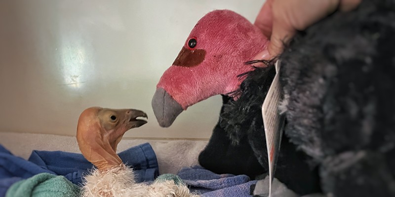 The newly hatched California condor that was taken to be incubated and cared for due to concerns about the health of the father condor that was caring for the nest after his mate died of the virus