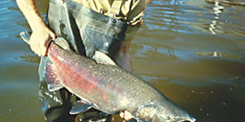 Spring run Chinook salmon. Photo courtesy U.S. Fish and Wildlife Service.