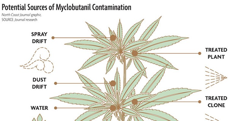 This first place CNPA award winner for Informational Graphic went with a story on cannabis contamination.