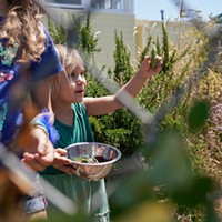 The Jefferson Community Center is Turning Up the Heat' A child at the Friday morning garden harvest proudly showcases a freshly harvested snap pea. Katie Rodriguez