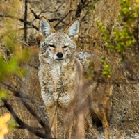 Talia Rose Images A coyote appears to eye photographer Talia Rose on the bank of the South Fork Eel River on Nov. 1, 2020. Photo by Talia Rose