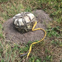 This homemade explosive device was found in a McKinleyville field.