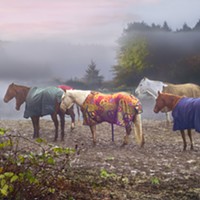 Fog frames horses standing along Mitchell Road off of Myrtle Avenue in Eureka.