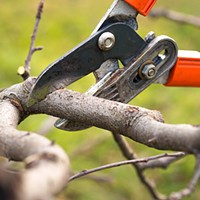 Pruning fruit trees during chilly-weather downtime.