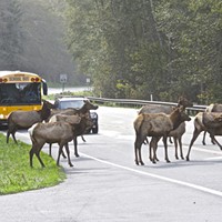 A school bus traveling north toward Orick gives students a little extra study time as elk cross U.S. Highway 101 near Big Lagoon.