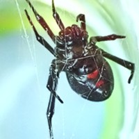 Black widow ventral side. Note the hourglass is incomplete, composed of two unconnected triangles. This is a normal variant.