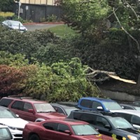 A downed tree at Humboldt State University covered at least two cars.