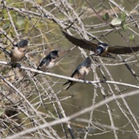 Swallow parent feeding regurgitated bugs to its young.